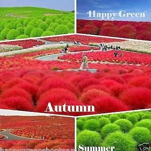 1000 seeds - BURNING BUSH - Kochia scoparia - shrub