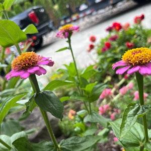Zinnia Seeds (10) - Zinderella Purple Zinnia