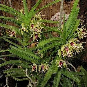 Orchid Vanda cristata Bangladesh mountain species Plants