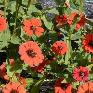 40+ Beautiful Zinnias Peruviana (Zinnias Peruvian) seeds