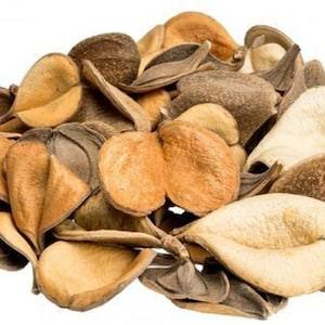 Elephant's Ear 6-10 count - Elephant Ear 2 Lobes - Natural Twist to Your Terrarium with Elephant's Ear - Natural Dried Fruit and Seed Pods