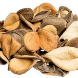 Elephant's Ear 6-10 count - Elephant Ear 2 Lobes - Natural Twist to Your Terrarium with Elephant's Ear - Natural Dried Fruit and Seed Pods