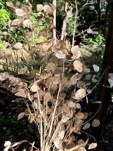 Dried Luneria Moonwort Money Plant  Beautiful Sprays Of Long Stems W/Seed Pods