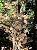 Dried Luneria Moonwort Money Plant  Beautiful Sprays Of Long Stems W/Seed Pods
