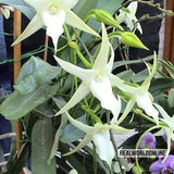 10 seeds of ANDRAECUM - ORCHID - orchid - high quality top selected seeds