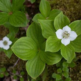 BUNCHBERRY Cornus Canadensis Hardy Woodland Native Perennial, 5 Rare Seeds