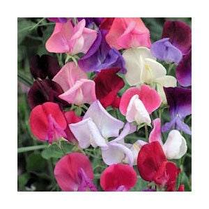 35 Organic Non-GMO Sweet Pea "Royal Family" Flower Seeds.