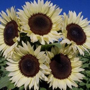 White Sunflower - Helianthus debilis ' Italian White' - Rare Species