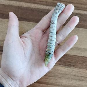 RARE*Bouture Dragonnier de Madagascar (Dracaena marginata)