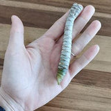 RARE*Bouture Dragonnier de Madagascar (Dracaena marginata)