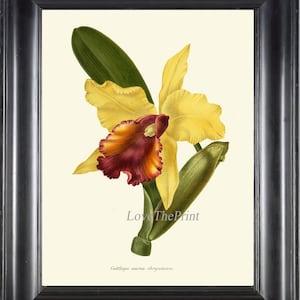 Botanical Print IH851 Beautiful Antique Vintage Orchid Flower Topical Garden Plant Wall Art Decor Illustration Watercolor Picture to Frame
