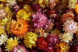 500 flowers head dry, wedding flower decoration, strawflowers chrysanthemum