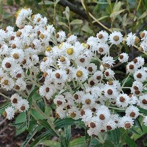 Pearly Everlasting - Anaphalis margaritacea - Canadian Native Wildflower Seeds