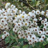 Pearly Everlasting - Anaphalis margaritacea - Canadian Native Wildflower Seeds
