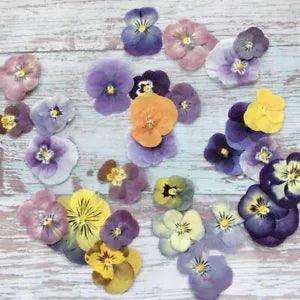 60Pcs/Lot Pressed Dried Viola Tricolor Flower Jewelry Postcard Diy Making Supply