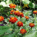 Marigold Mix