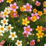 50 +Leptosiphon Mix (Leptosiphon Hybrida French Hybrids Mix)