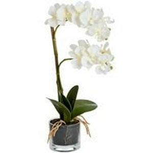 Artificial Orchid in Glass Pot - 53cm