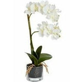 Artificial Orchid in Glass Pot - 53cm