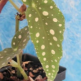 Begonia maculata wighti - polka dot begonia live plant