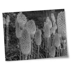 8x10" Prints(No frames) - BW - Hot Pokers Lily Flower Plant Garden  #43430