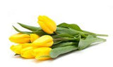 Can You Plant Cut Flowers: Will Cut Flowers Grow Roots Flower Delivery