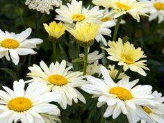 When to Plant Daisies - Planting Guide 2024 Flower Delivery