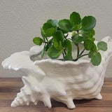 Conch Seashell Ceramic Planter