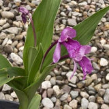 MOUNTAIN ROSCOE LILY Roscoea Alpina, Hardy Wildflower, 3 Rare Seeds