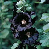 10 Black Watchmen Hollyhock Seeds / Alcea Rosea / Hibiscus / English Garden / Cottage / Wildflowers