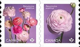 Die Cut = RANUNCULUS - PERSIAN BUTTERCUP = pair of Coil stamps Canada 2023 MNH