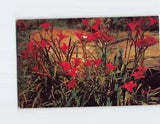 Postcard Wild Tiger-lilies