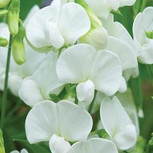 30+ Royal White Sweet Pea Flower Seed-Lathyrus Odoratus-B639-Royal Family -Beautiful Vining plant-Excellent for Bouquet-Seductive Fragrance