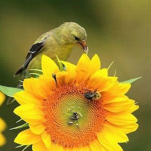 15 seeds Sunflower - Feed the Birds (and the Bees) - Black Seed Oil Seed -  Heirloom