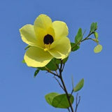 Bauhinia tomentosa, St Thomas Bell Orchid Yellow Butterfly Tree - 10 Seeds