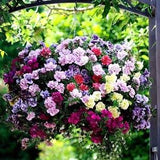 DOUBLE PETUNIA CASCADE! Mix Rainbow A Cascading Bouquet! Grandiflora 10 Seeds