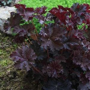 50+ Palace Purple Heuchera Flower Seeds-Coral Bells Palace Purple- Extremely Popular Semi- Evergreen Perennial-HEUCHERA MICRANTHA- B393
