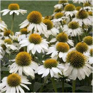 35+ Seeds Swan white Coneflowers Echinacea Perennial