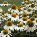 35+ Seeds Swan white Coneflowers Echinacea Perennial