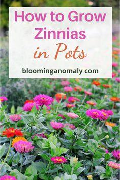 Growing Zinnias in Pots Flower Delivery