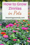 Growing Zinnias in Pots Flower Delivery