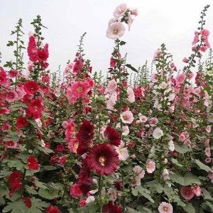 40 ORGANIC Hollyhock Flower seeds-Rouge tones- Great  gift idea Fresh seeds Fast shipping