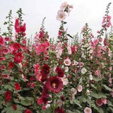 40 ORGANIC Hollyhock Flower seeds-Rouge tones- Great  gift idea Fresh seeds Fast shipping