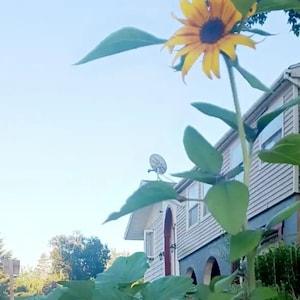 Firecracker Sunflower Seeds