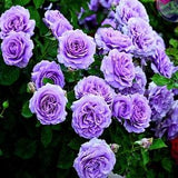 PURPLE CLIMBING ROSE Hardy Zones 3-9 Violet Double Flowers Shrub, 3 Seeds
