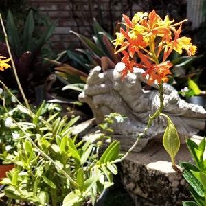 Epdendrum?Ibaguenese ?Reed Stem Orchid 3 stems.