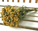 Dried Flowers Tansy Bouquet hanging Bunch crafting wreathmaking floral prim
