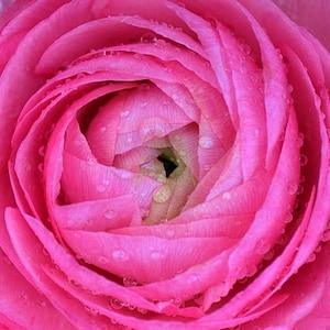 Double Flowers PINK RANUNCULUS Compact Short Rare 3 Seeds
