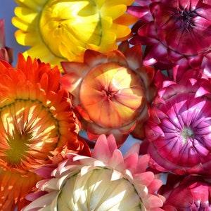 Strawflower Everlasting Seeds Mixed (50+ Seeds) Dried Annual Flower Seeds