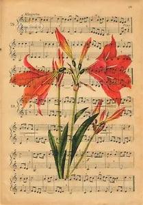 Red Lily - Antique Flora Plant Red Green Music Score 1930s